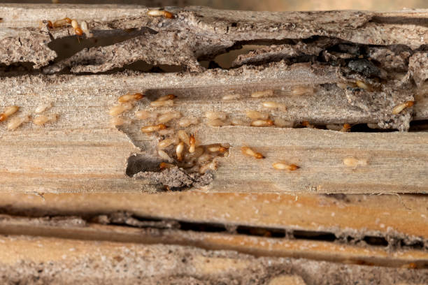 Best Termite Control Services  in Ralston, NE